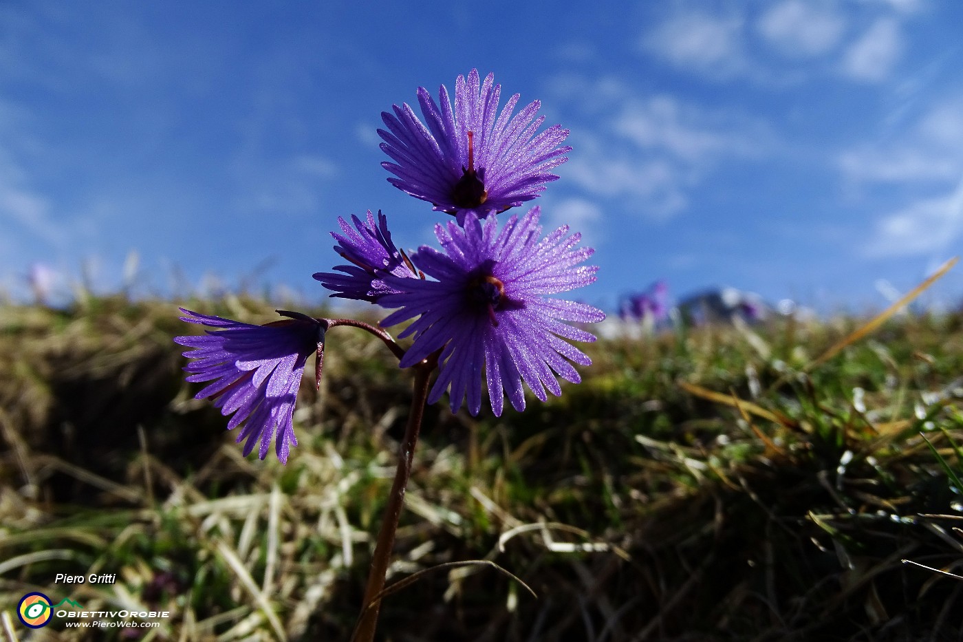 14 Soldanella alpina.JPG -                                